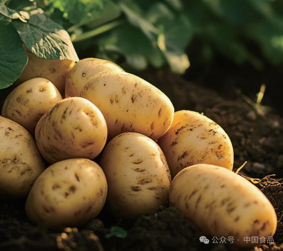 食品界的变革 从饱腹到健康与可持续的未来